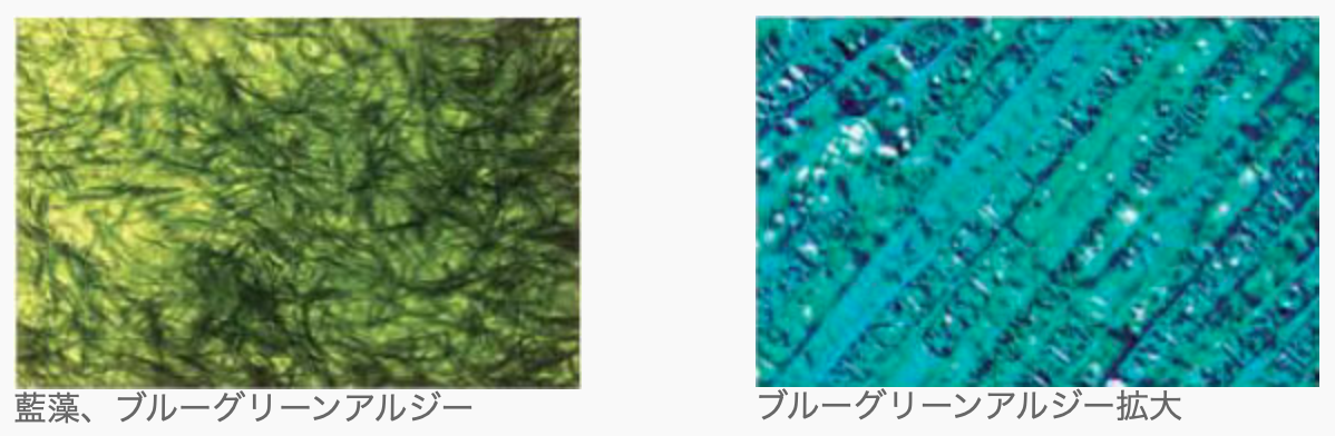 藍藻類ブルーグリーンアルジー